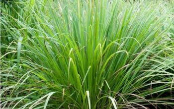 Organic lemon grass