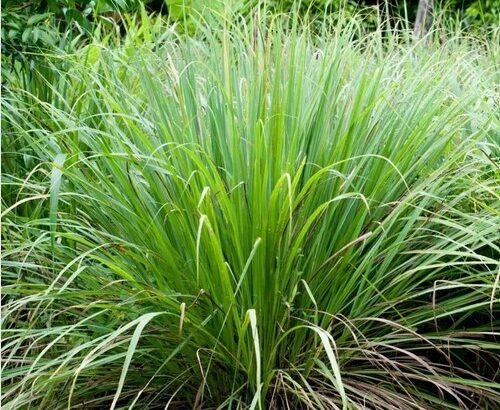 Organic lemon grass