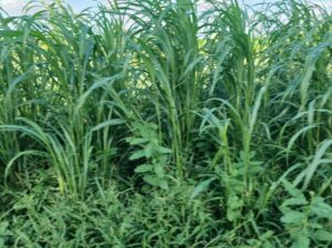 Sudanese and mulato grass