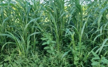 Sudanese and mulato grass