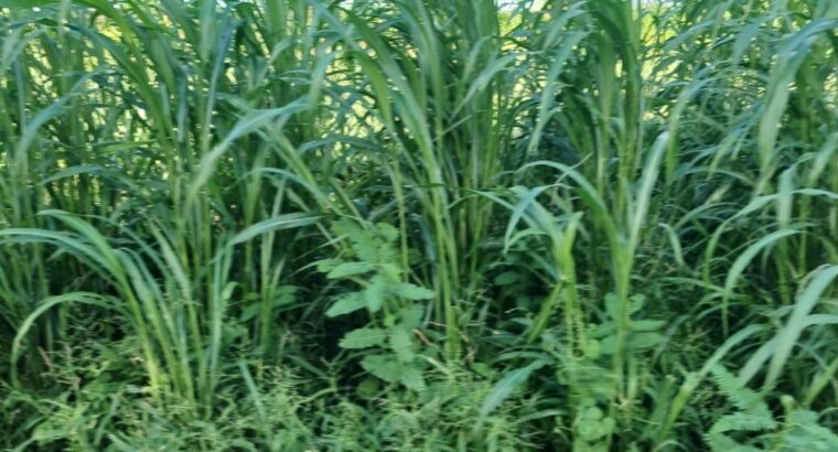 Sudanese and mulato grass