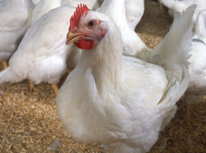 500 broilers for sale