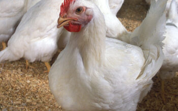 500 broilers for sale