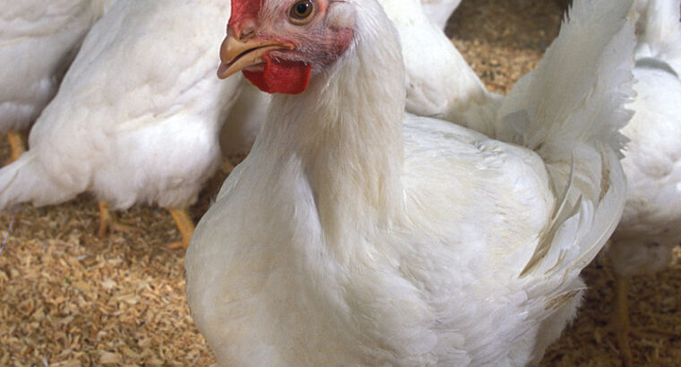 500 broilers for sale