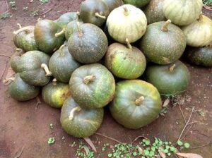 Pumpkins on sale