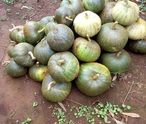 Pumpkins on sale