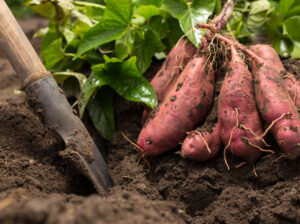 Sweet potatoes