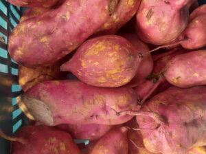 Sweet Potatoes orange flesh