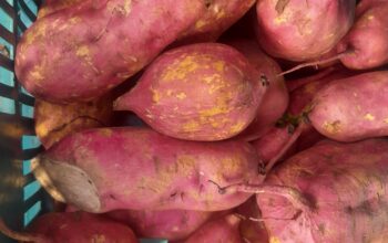 Sweet Potatoes orange flesh