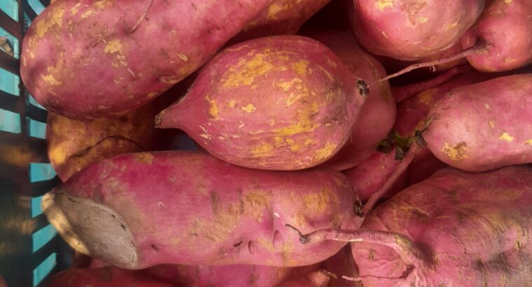 Sweet Potatoes orange flesh