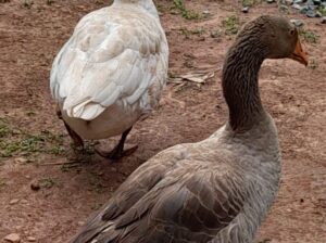 Healthy well fed goose