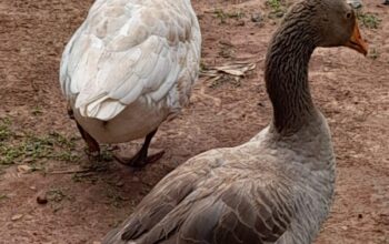 Healthy well fed goose