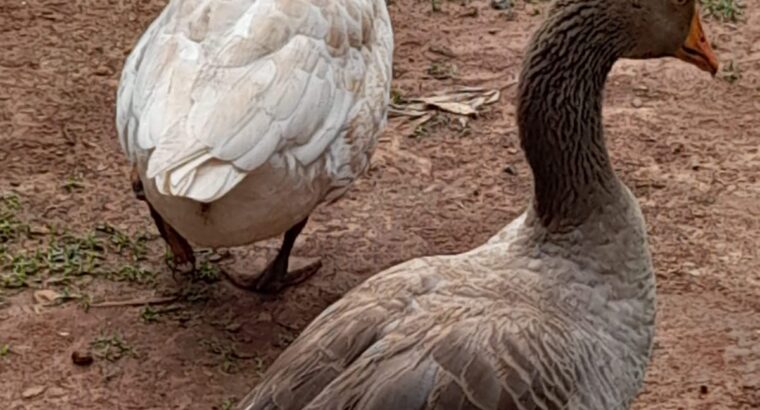 Healthy well fed goose