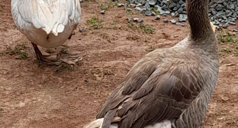 Healthy well fed goose