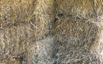 Fresh bales of hay for sale