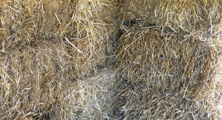 Fresh bales of hay for sale