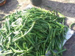 Selling fresh Okra