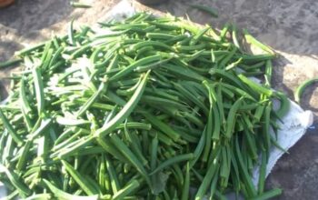 Selling fresh Okra