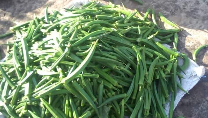 Selling fresh Okra