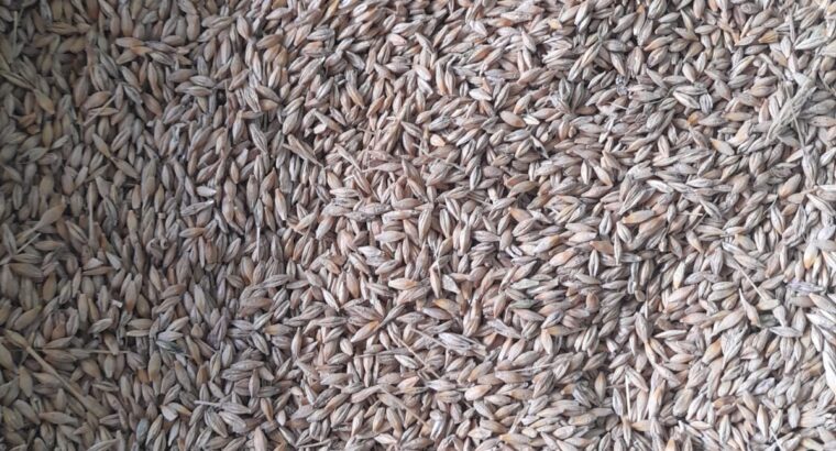 Barley grain