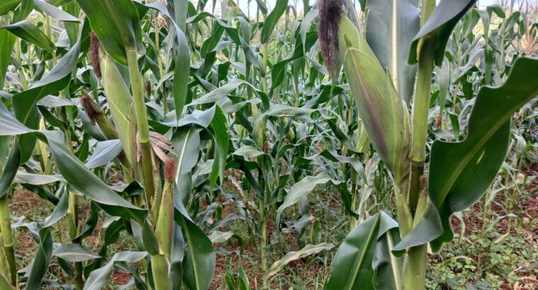 Green Maize