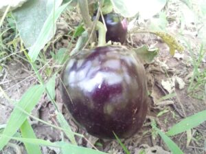 Egg plant