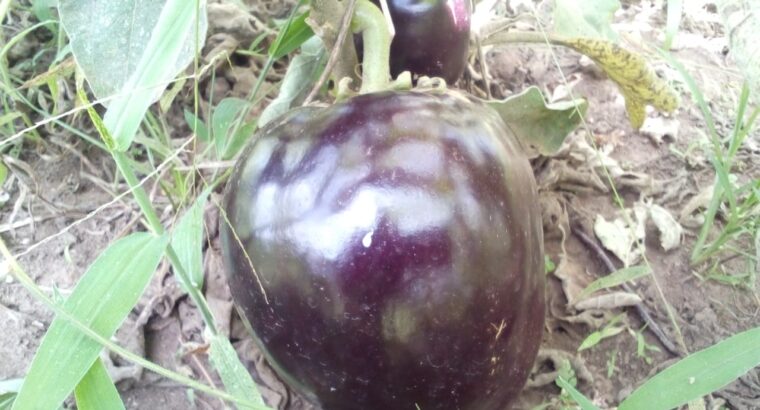 Egg plant