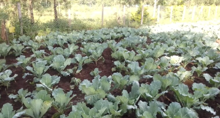 Fresh Leafy Vegetables