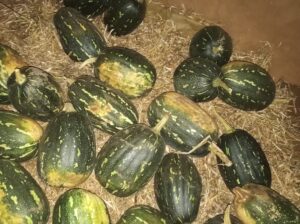 Black peanut pumpkin