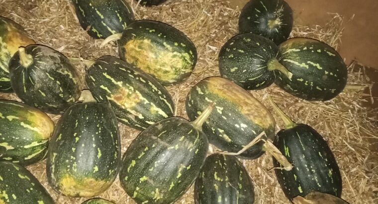 Black peanut pumpkin