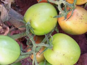 Tomato in wholesale