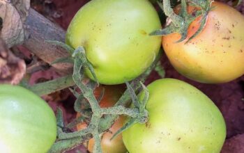 Tomato in wholesale