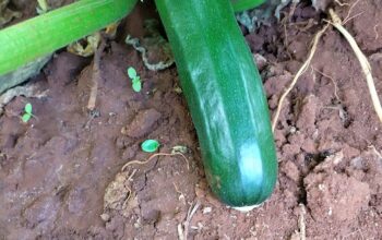 Courgettes