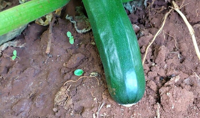 Courgettes