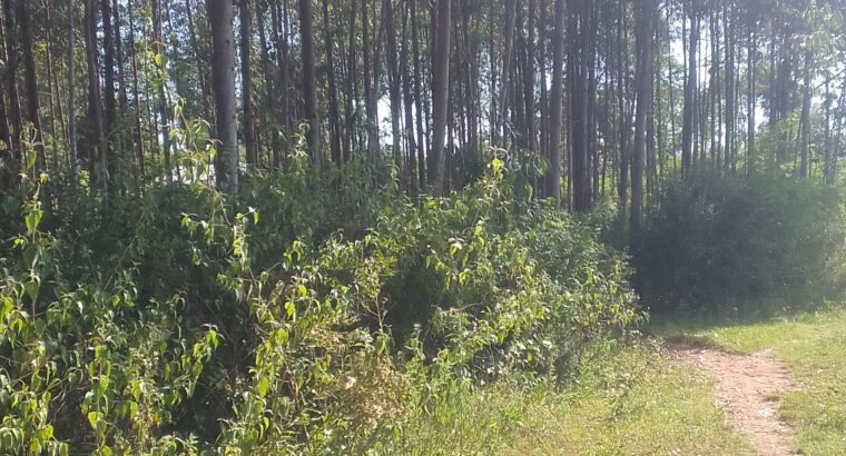 Eucalyptus trees