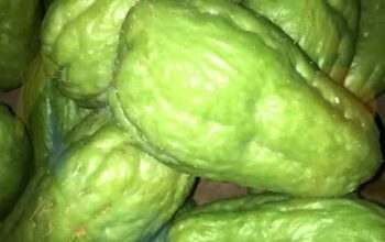 Chayote for sale