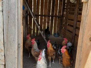 kienyeji chicken for sale.