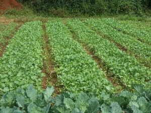 Sukuma Wiki