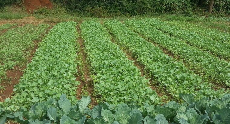 Sukuma Wiki