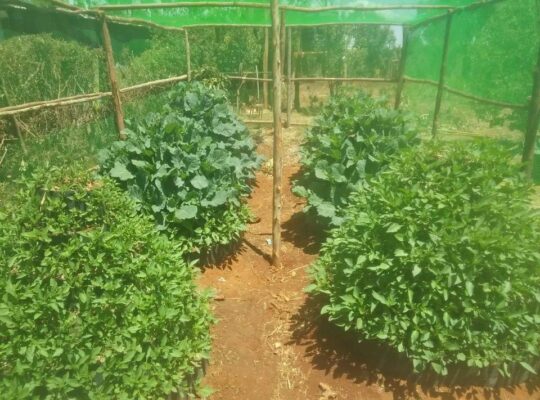 Multistorey Garden