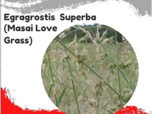 ERAGROSTIS SUPERBA SEEDS