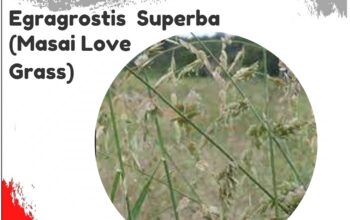 ERAGROSTIS SUPERBA SEEDS