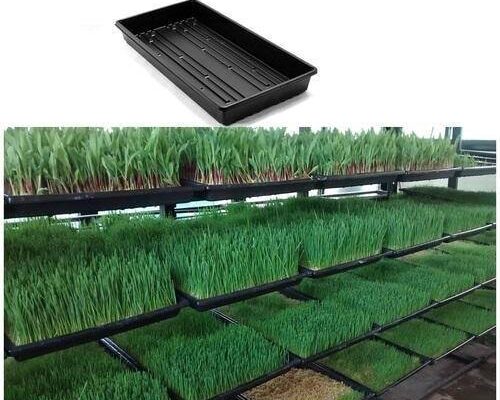 Hydroponic Trays