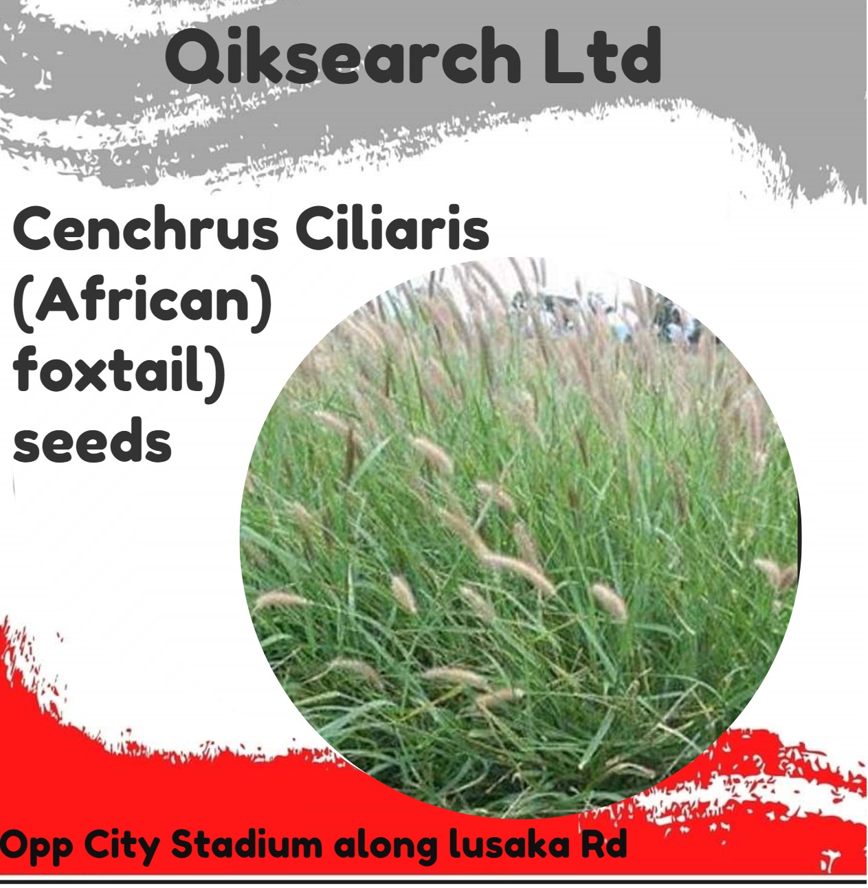 CENCHRUS CILIARIS SEEDS Farmers Market Kenya