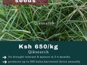 BEST QUALITY BOMA RHODES SEEDS