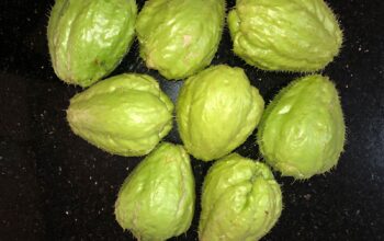 Organic Chayote – Sold out