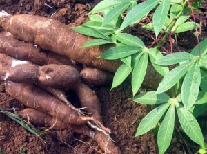 Cassava