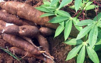 Cassava