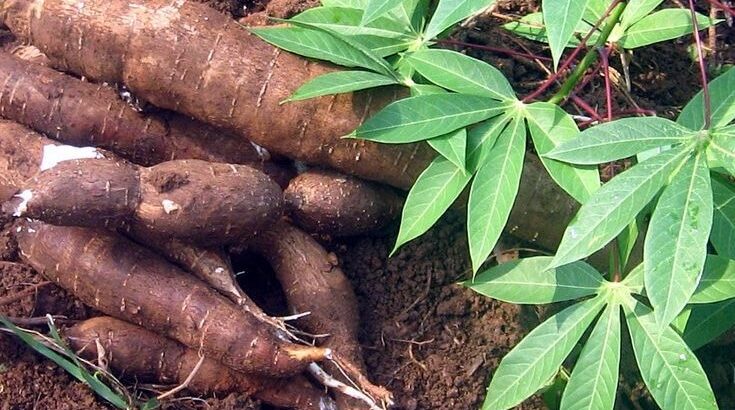 Cassava