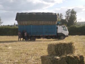 Hay bales for sale